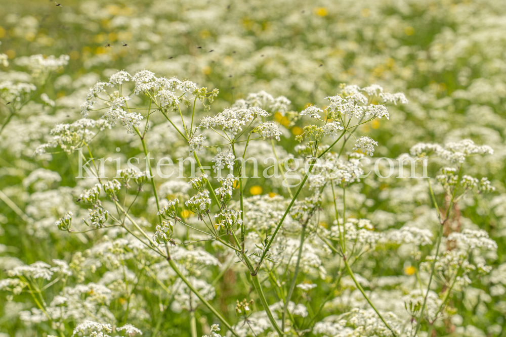 Wiesen-Kerbel, Anthriscus sylvestris by kristen-images.com