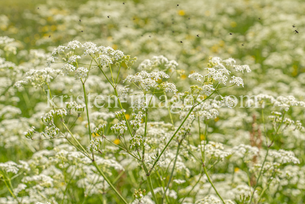 Wiesen-Kerbel, Anthriscus sylvestris by kristen-images.com