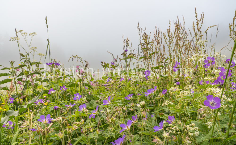 Wiesen-Storchschnabel by kristen-images.com