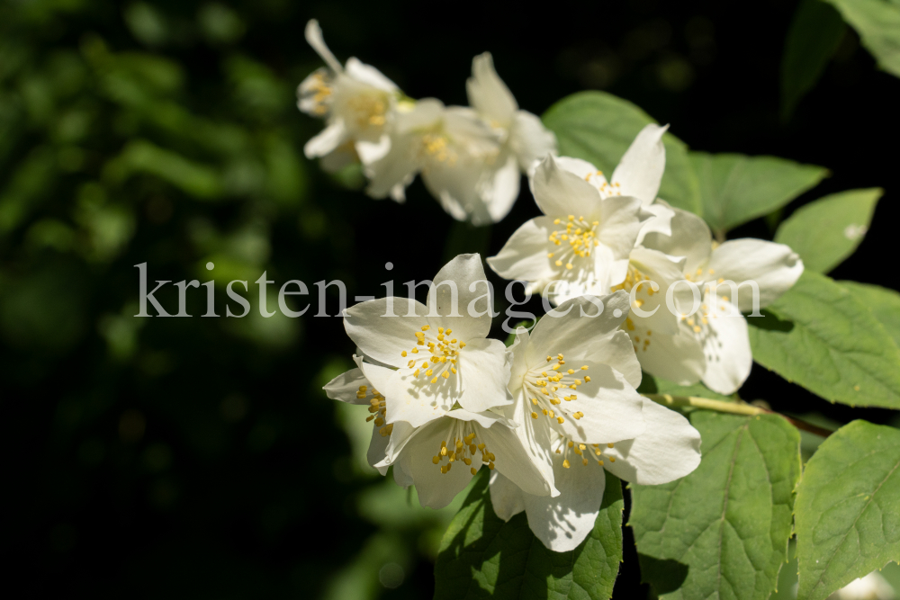 Echter Jasmin (Jasminum officinale) by kristen-images.com