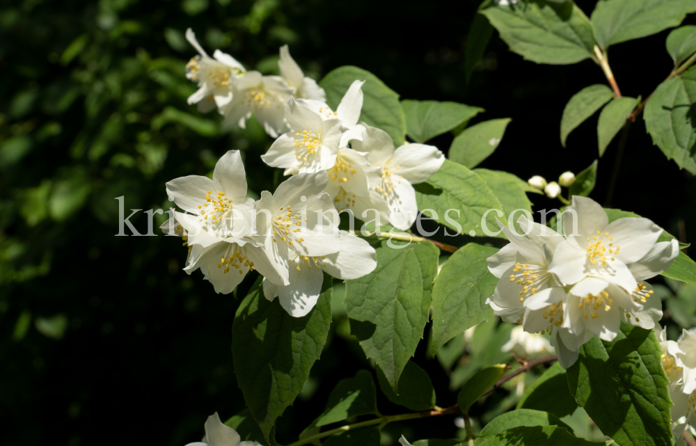 Echter Jasmin (Jasminum officinale) by kristen-images.com