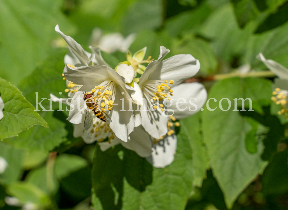 Echter Jasmin (Jasminum officinale), Schwebfliegen (Syrphidae) by kristen-images.com