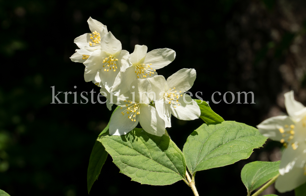 Echter Jasmin (Jasminum officinale) by kristen-images.com