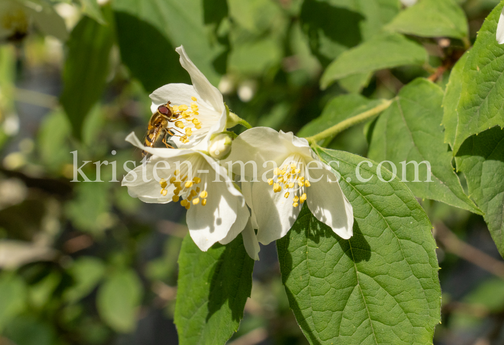 Echter Jasmin (Jasminum officinale), Schwebfliegen (Syrphidae) by kristen-images.com