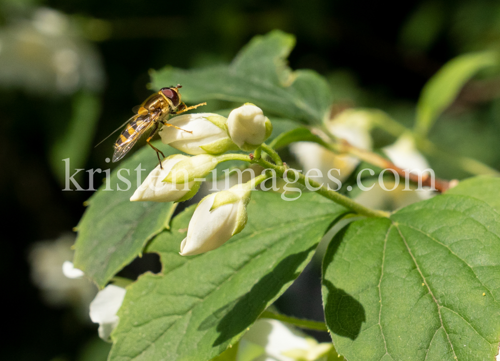 Echter Jasmin (Jasminum officinale), Schwebfliegen (Syrphidae) by kristen-images.com