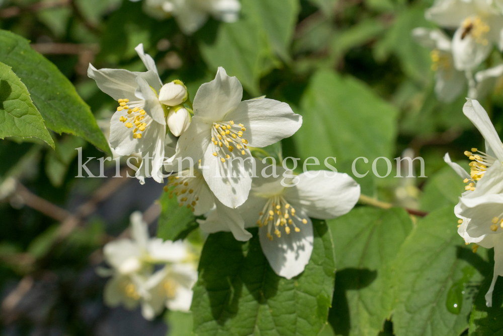 Echter Jasmin (Jasminum officinale) by kristen-images.com