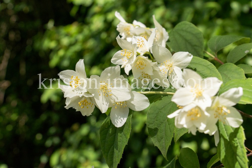 Echter Jasmin (Jasminum officinale) by kristen-images.com