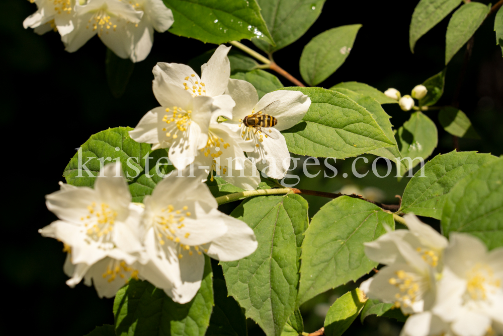 Echter Jasmin (Jasminum officinale), Schwebfliegen (Syrphidae) by kristen-images.com