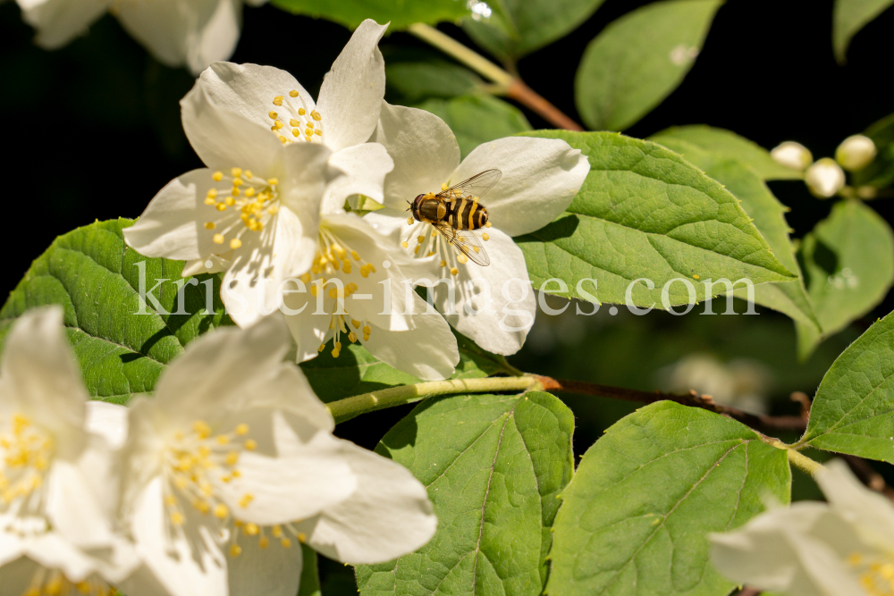 Echter Jasmin (Jasminum officinale), Schwebfliegen (Syrphidae) by kristen-images.com