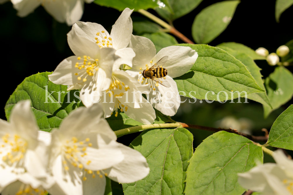 Echter Jasmin (Jasminum officinale), Schwebfliegen (Syrphidae) by kristen-images.com