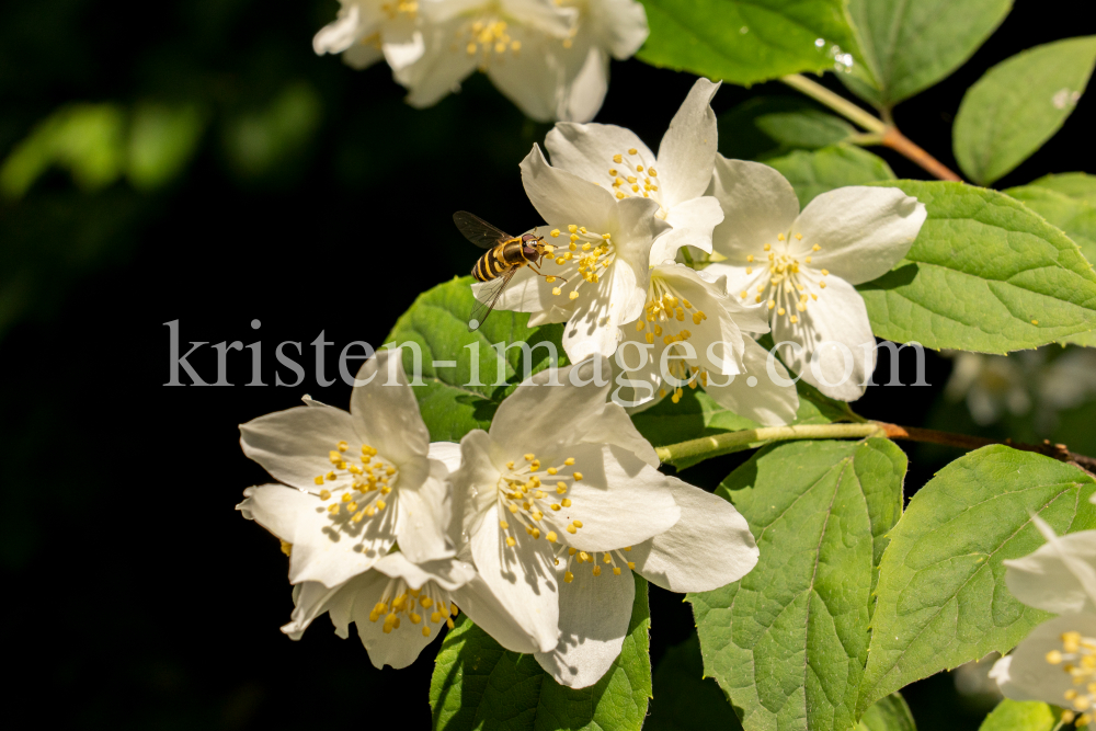 Echter Jasmin (Jasminum officinale), Schwebfliegen (Syrphidae) by kristen-images.com