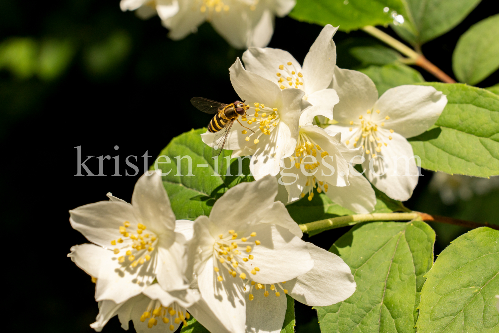 Echter Jasmin (Jasminum officinale), Schwebfliegen (Syrphidae) by kristen-images.com