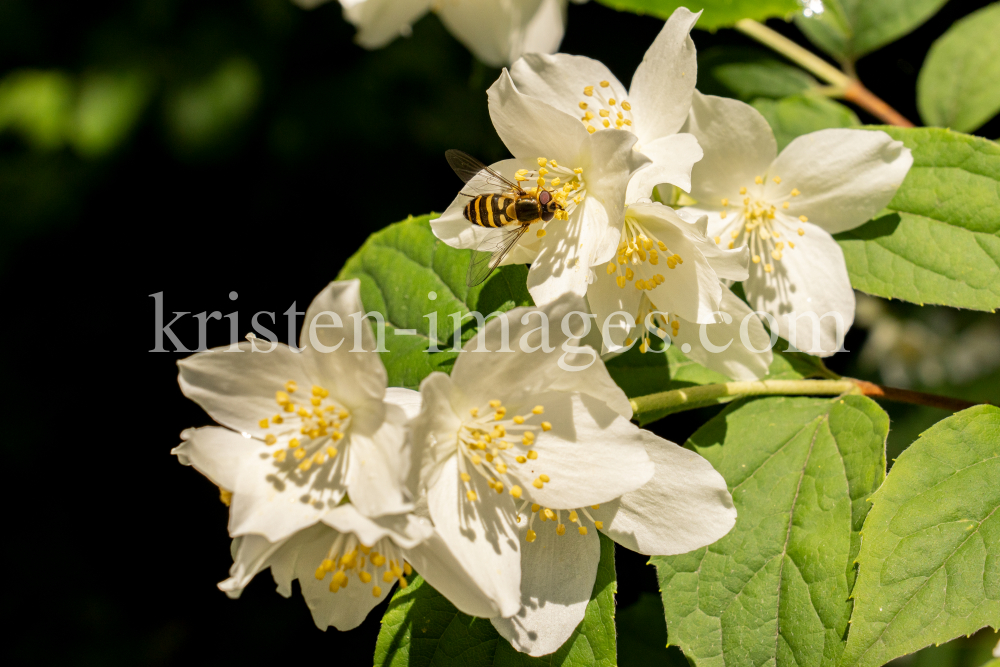 Echter Jasmin (Jasminum officinale), Schwebfliegen (Syrphidae) by kristen-images.com