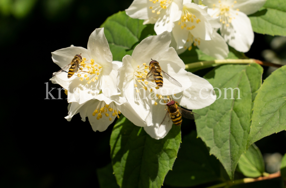 Echter Jasmin (Jasminum officinale), Schwebfliegen (Syrphidae) by kristen-images.com