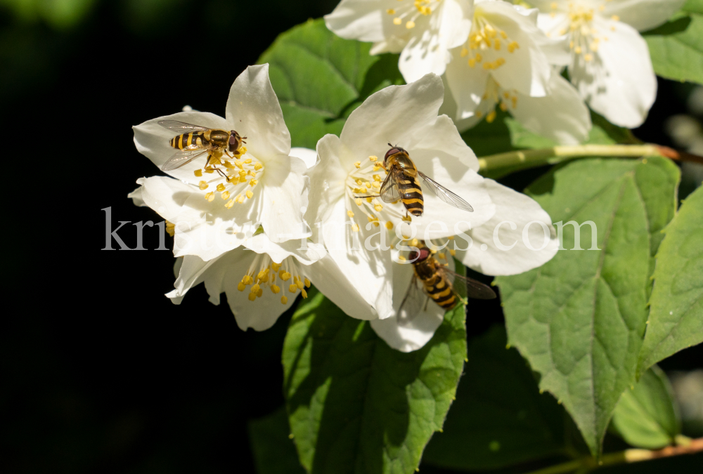 Echter Jasmin (Jasminum officinale), Schwebfliegen (Syrphidae) by kristen-images.com