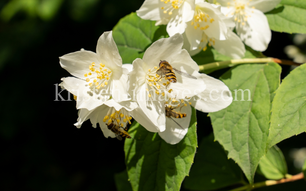 Echter Jasmin (Jasminum officinale), Schwebfliegen (Syrphidae) by kristen-images.com