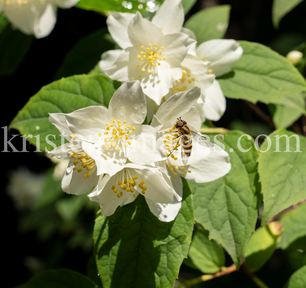 Echter Jasmin (Jasminum officinale), Schwebfliegen (Syrphidae) by kristen-images.com