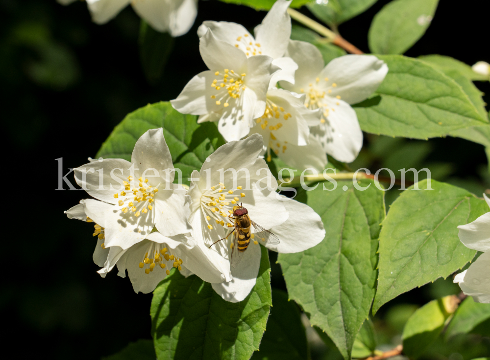 Echter Jasmin (Jasminum officinale), Schwebfliegen (Syrphidae) by kristen-images.com