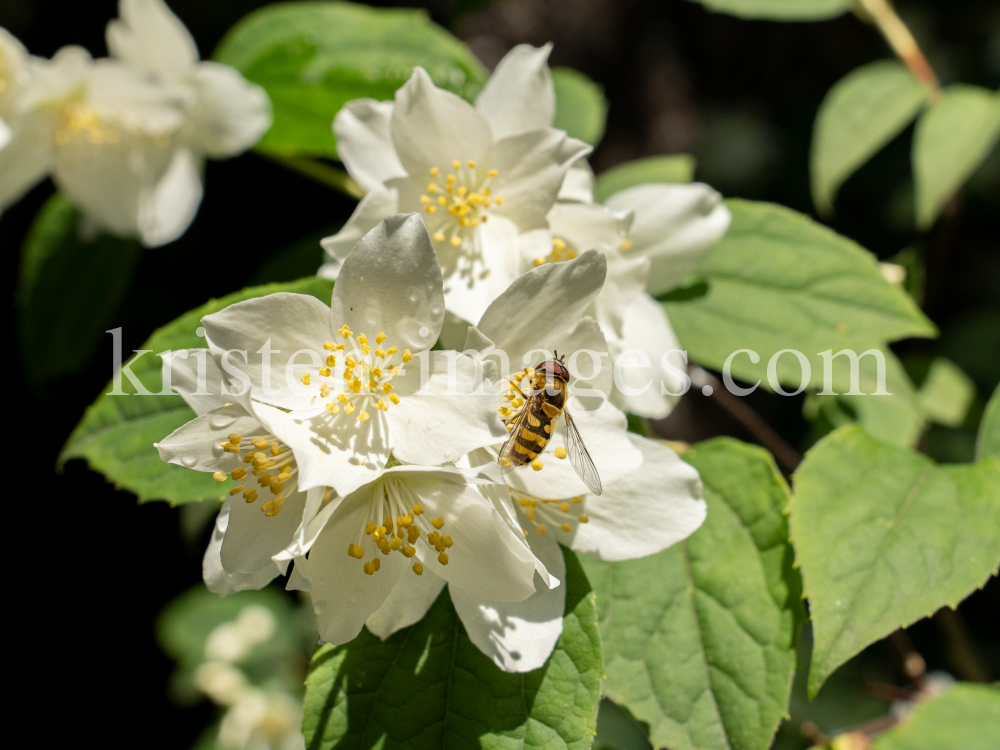 Echter Jasmin (Jasminum officinale), Schwebfliegen (Syrphidae) by kristen-images.com