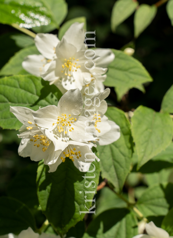 Echter Jasmin (Jasminum officinale) by kristen-images.com