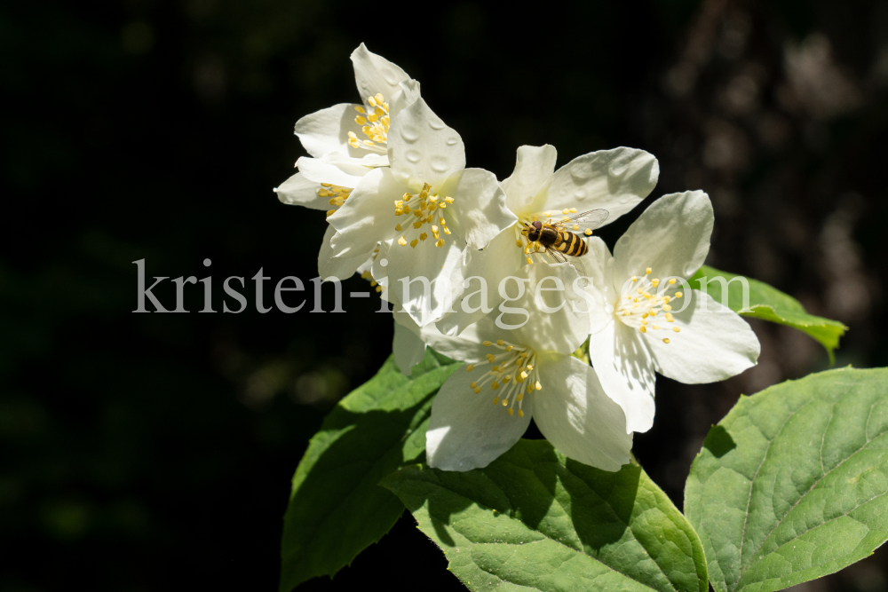 Echter Jasmin (Jasminum officinale), Schwebfliegen (Syrphidae) by kristen-images.com