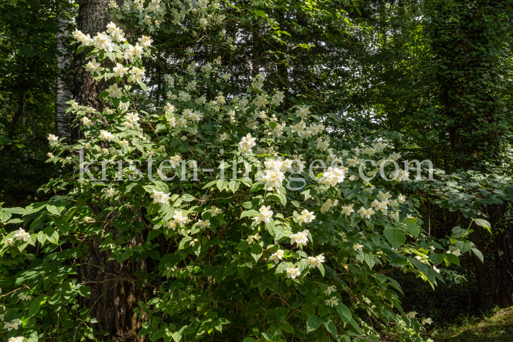 Echter Jasmin (Jasminum officinale) by kristen-images.com