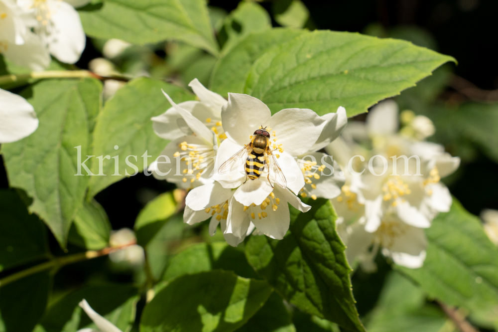 Echter Jasmin (Jasminum officinale), Schwebfliegen (Syrphidae) by kristen-images.com