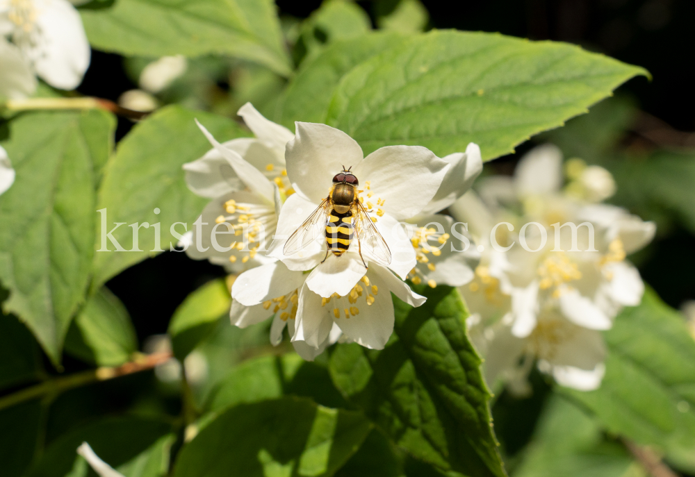 Echter Jasmin (Jasminum officinale), Schwebfliegen (Syrphidae) by kristen-images.com