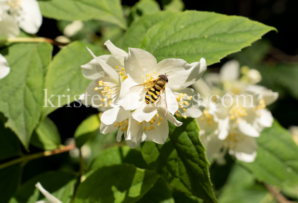 Echter Jasmin (Jasminum officinale), Schwebfliegen (Syrphidae) by kristen-images.com