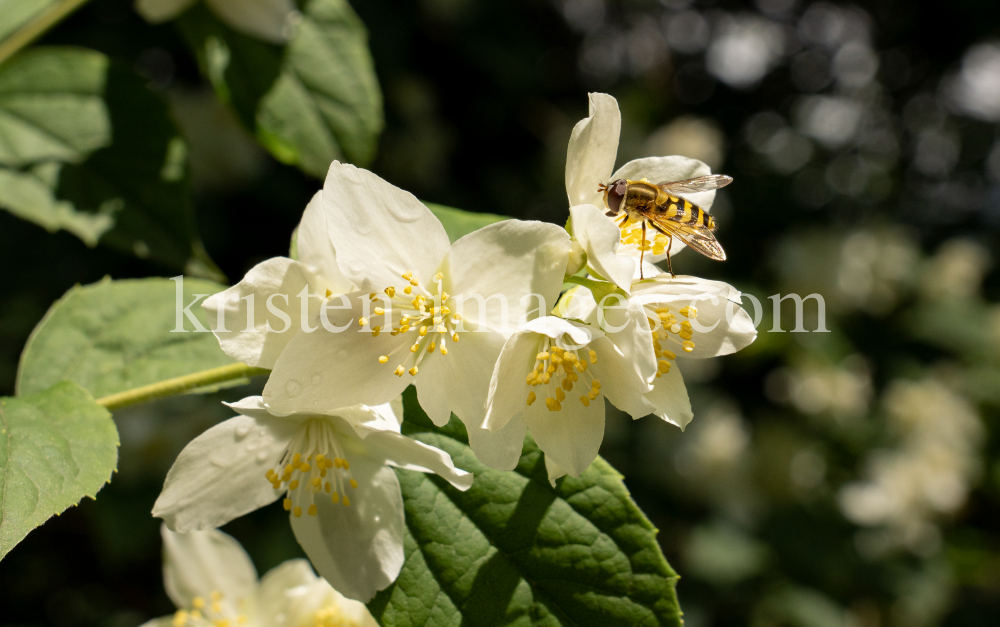 Echter Jasmin (Jasminum officinale), Schwebfliegen (Syrphidae) by kristen-images.com