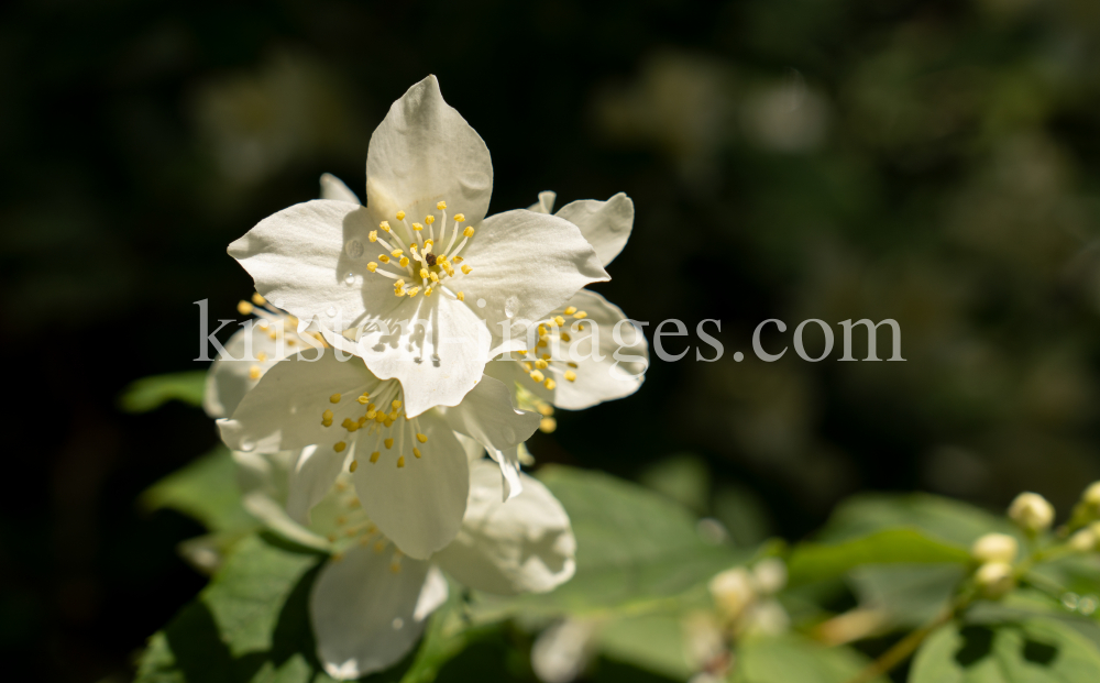 Echter Jasmin (Jasminum officinale) by kristen-images.com