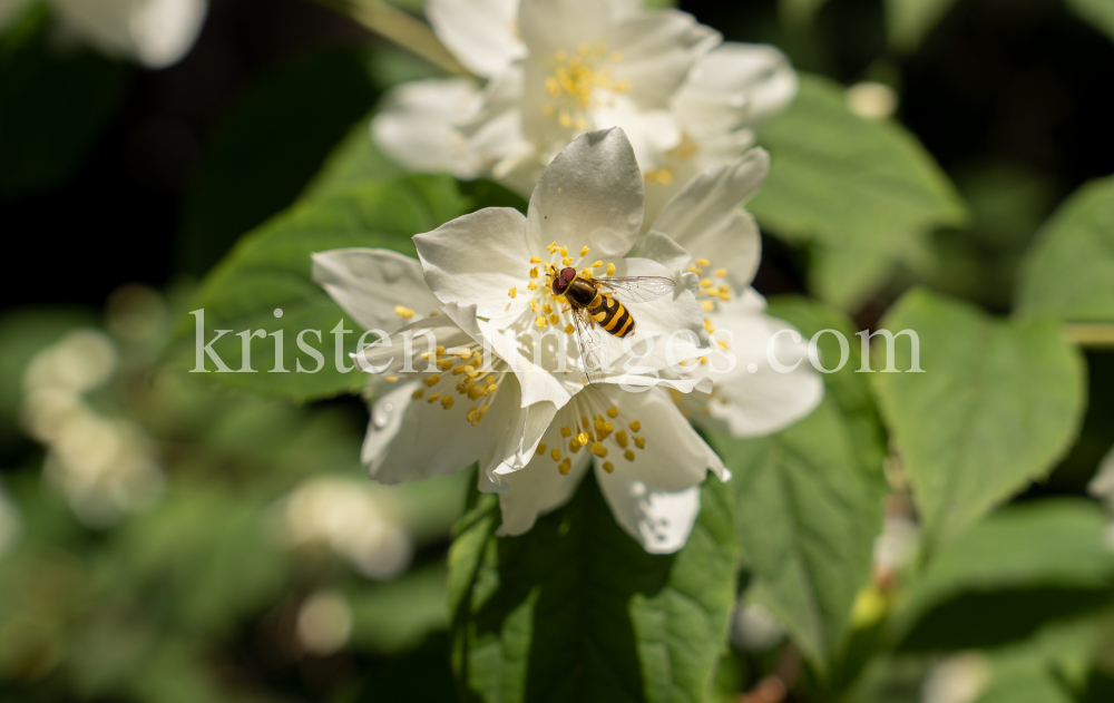 Echter Jasmin (Jasminum officinale), Schwebfliegen (Syrphidae) by kristen-images.com