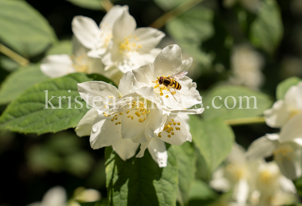 Echter Jasmin (Jasminum officinale), Schwebfliegen (Syrphidae) by kristen-images.com