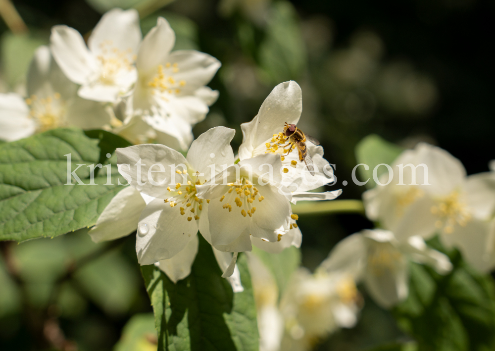 Echter Jasmin (Jasminum officinale), Schwebfliegen (Syrphidae) by kristen-images.com