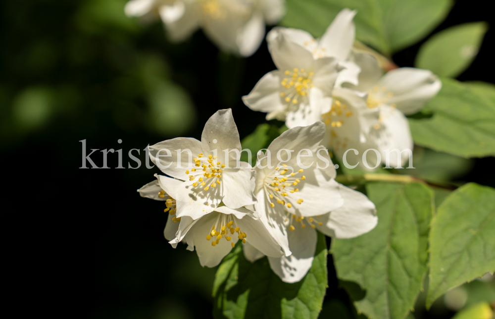 Echter Jasmin (Jasminum officinale) by kristen-images.com