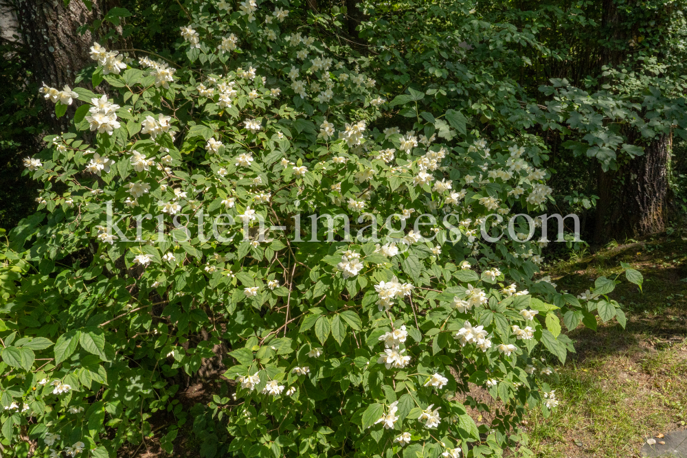 Echter Jasmin (Jasminum officinale) by kristen-images.com