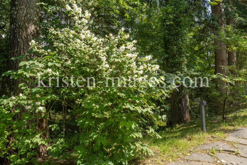 Echter Jasmin (Jasminum officinale) by kristen-images.com