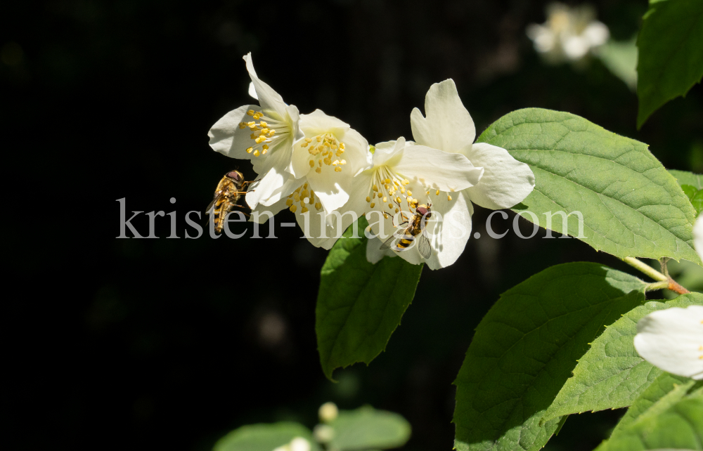 Echter Jasmin (Jasminum officinale), Schwebfliegen (Syrphidae) by kristen-images.com