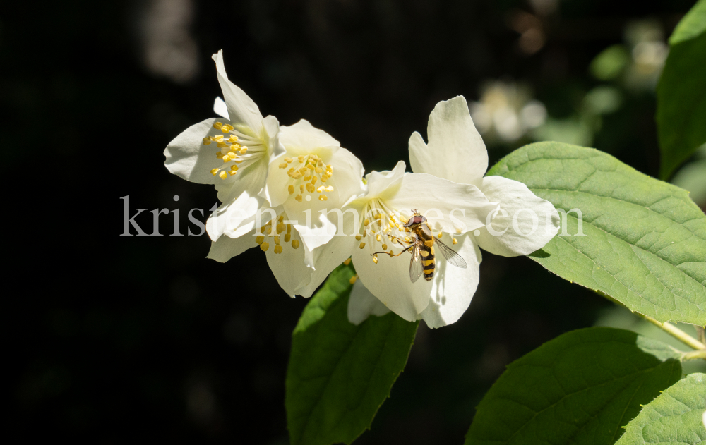 Echter Jasmin (Jasminum officinale), Schwebfliegen (Syrphidae) by kristen-images.com