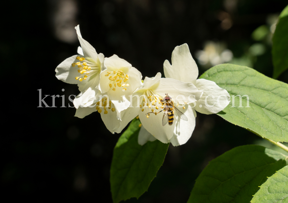 Echter Jasmin (Jasminum officinale), Schwebfliegen (Syrphidae) by kristen-images.com