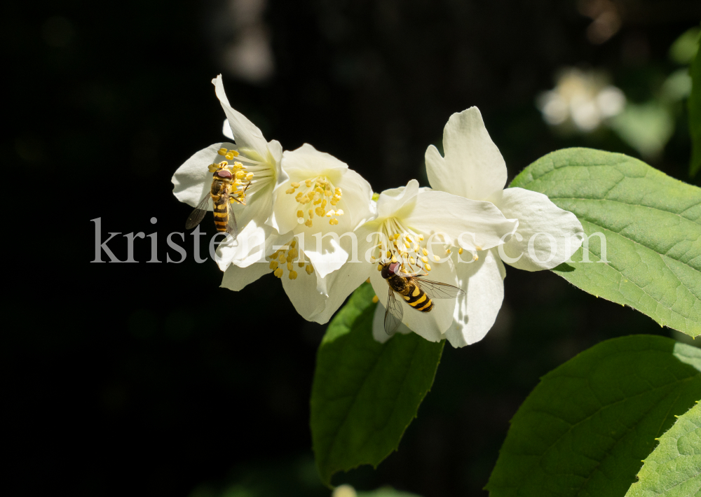 Echter Jasmin (Jasminum officinale), Schwebfliegen (Syrphidae) by kristen-images.com