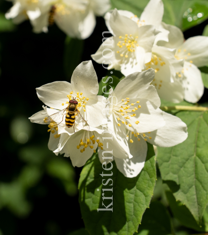 Echter Jasmin (Jasminum officinale), Schwebfliegen (Syrphidae) by kristen-images.com