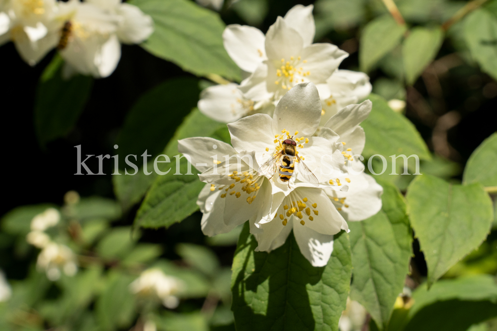 Echter Jasmin (Jasminum officinale), Schwebfliegen (Syrphidae) by kristen-images.com