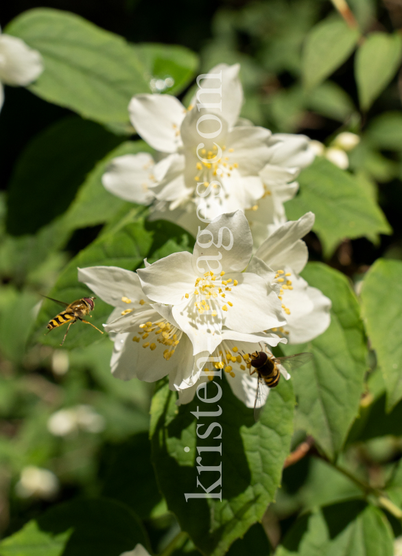 Echter Jasmin (Jasminum officinale), Schwebfliegen (Syrphidae) by kristen-images.com