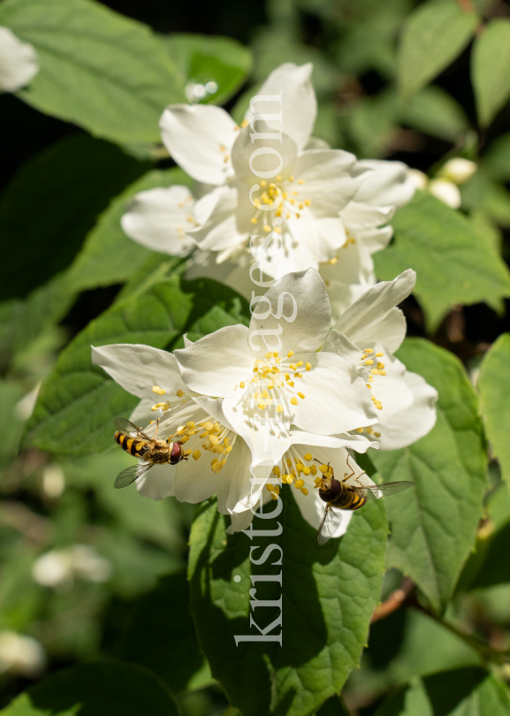 Echter Jasmin (Jasminum officinale), Schwebfliegen (Syrphidae) by kristen-images.com