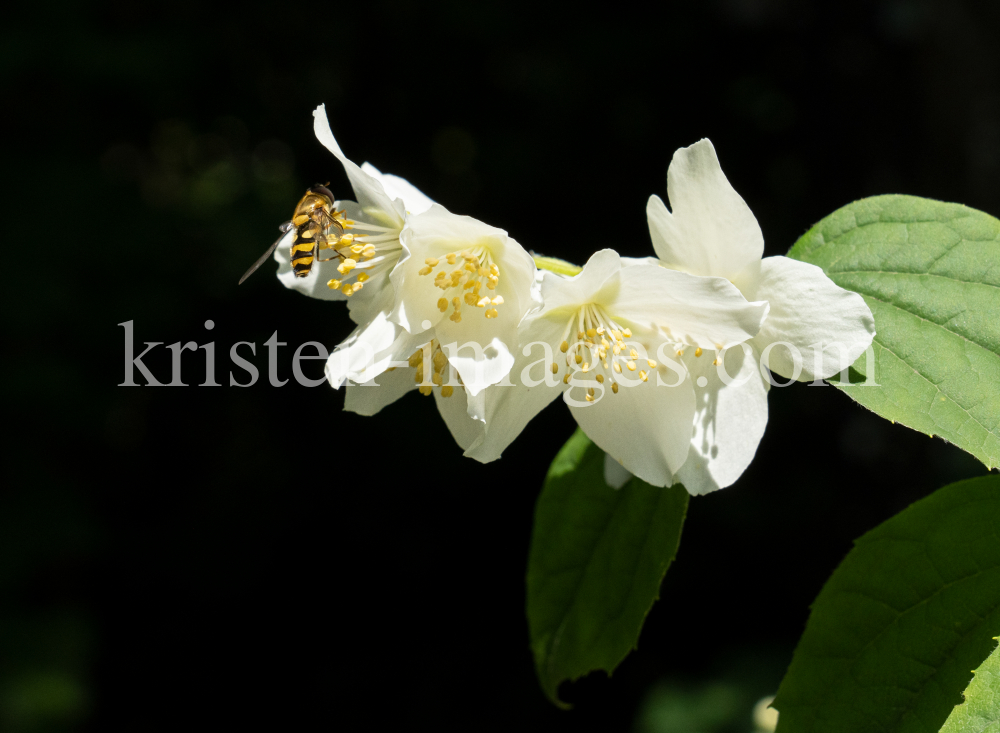 Echter Jasmin (Jasminum officinale), Schwebfliegen (Syrphidae) by kristen-images.com