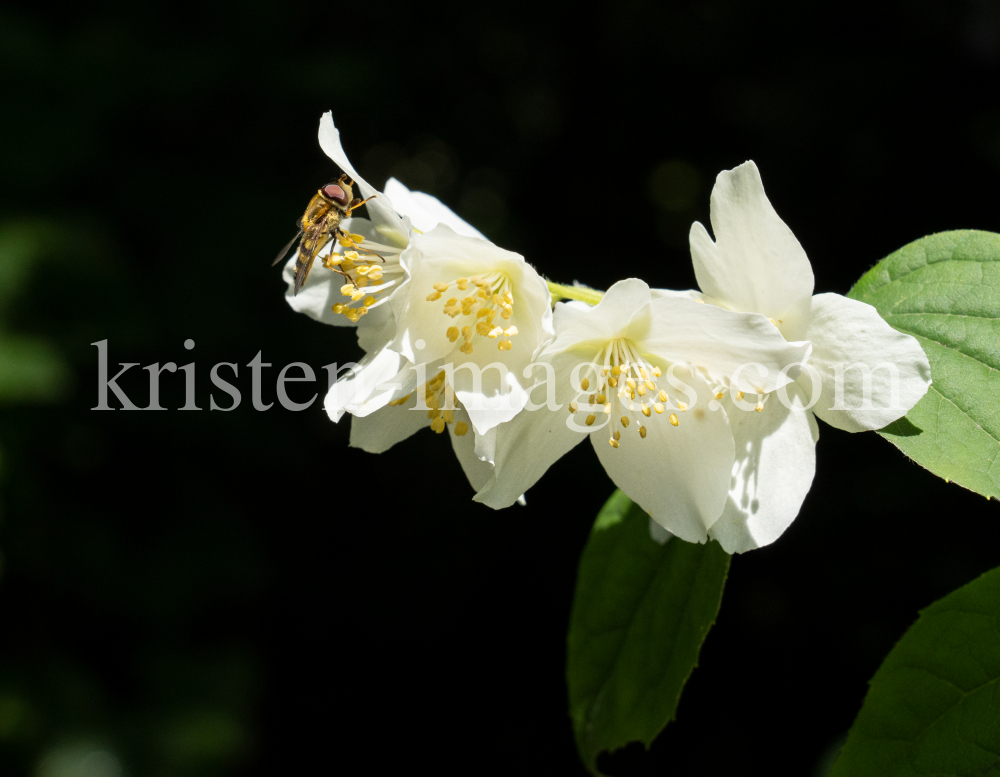 Echter Jasmin (Jasminum officinale), Schwebfliegen (Syrphidae) by kristen-images.com