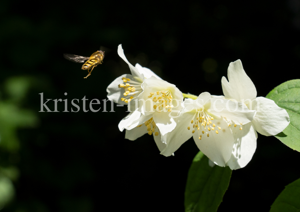 Echter Jasmin (Jasminum officinale), Schwebfliegen (Syrphidae) by kristen-images.com