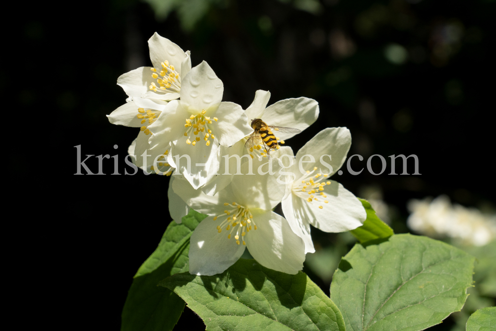 Echter Jasmin (Jasminum officinale), Schwebfliegen (Syrphidae) by kristen-images.com