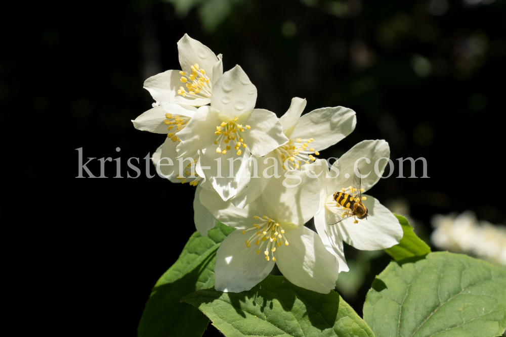 Echter Jasmin (Jasminum officinale), Schwebfliegen (Syrphidae) by kristen-images.com